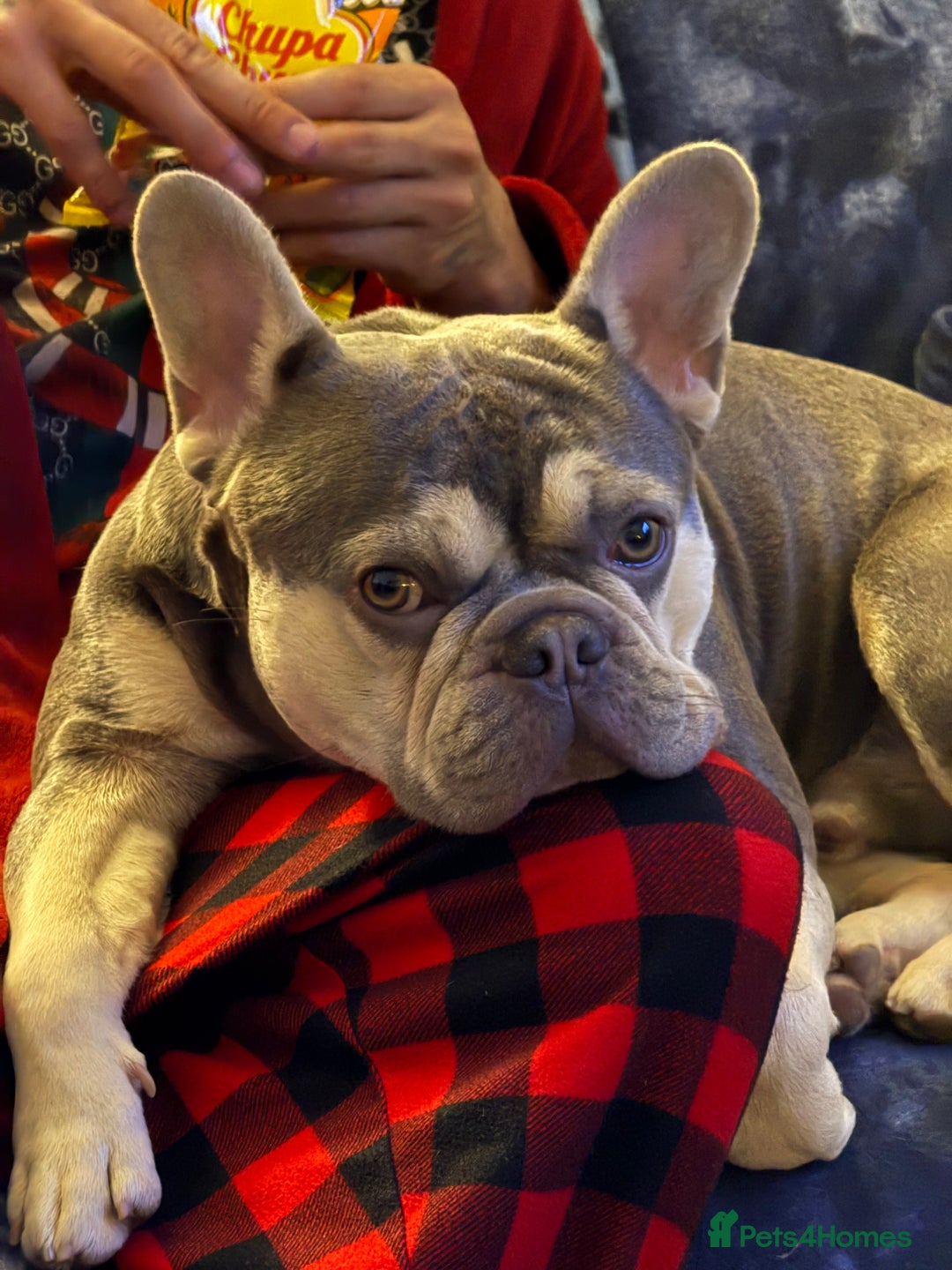 French Bulldog dogs for stud: KC Reg French Bulldog Lilac & Cream  - Image 8