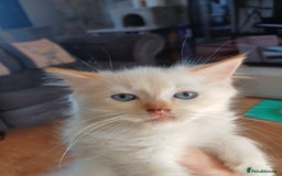 Ragdoll cats for sale: 4 gorgeous fluffy ragdoll kittens  - Image 7