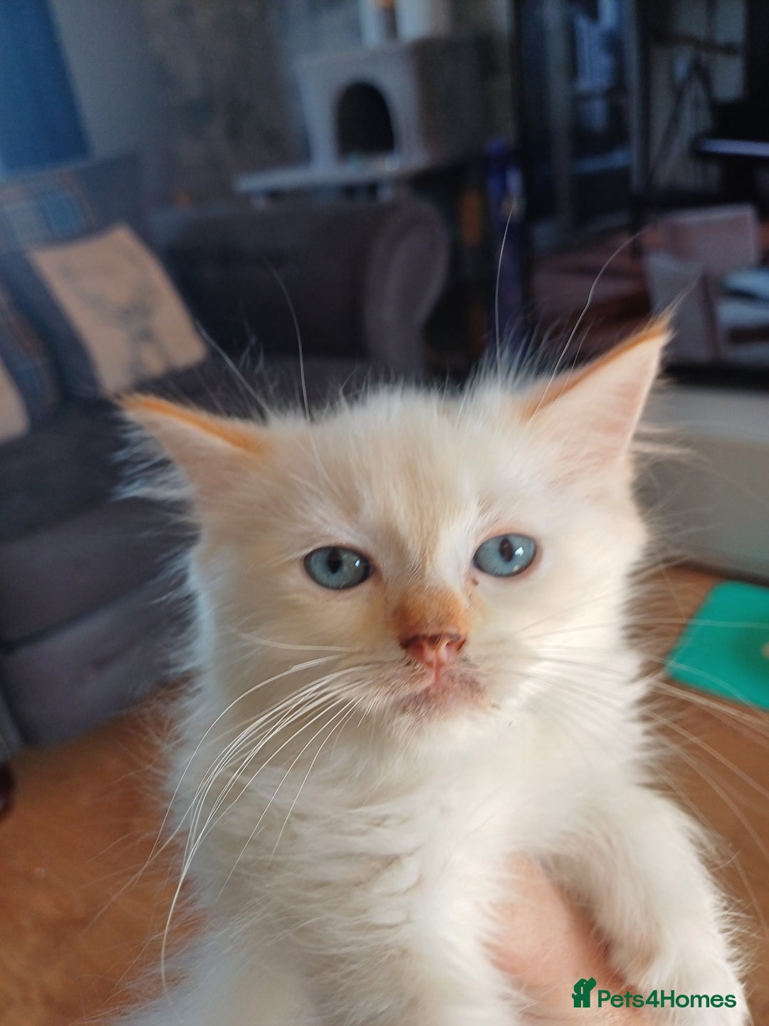 Ragdoll cats for sale: 4 gorgeous fluffy ragdoll kittens  - Image 7