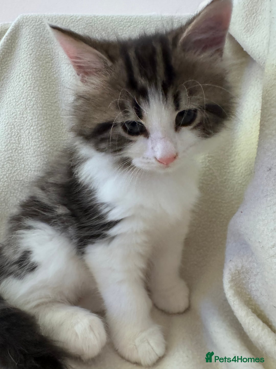 Mixed Breed cats for sale: Cute kittens looking for nice home  - Image 6