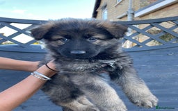 German Shepherd dogs for sale: Stunning German shepherd pups  - Image 4