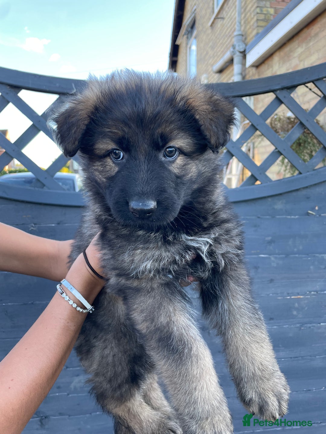 German Shepherd dogs for sale: Stunning German shepherd pups  - Image 4