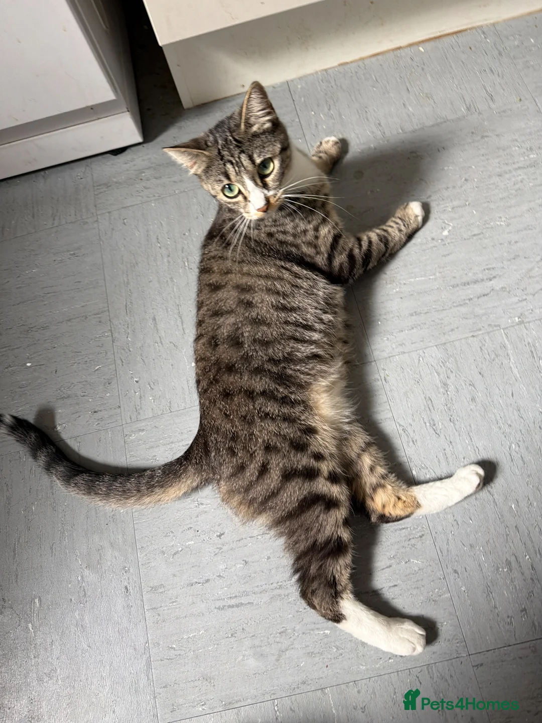Mixed Breed cats for sale: Male Fluffy grey cat  - Advert 6