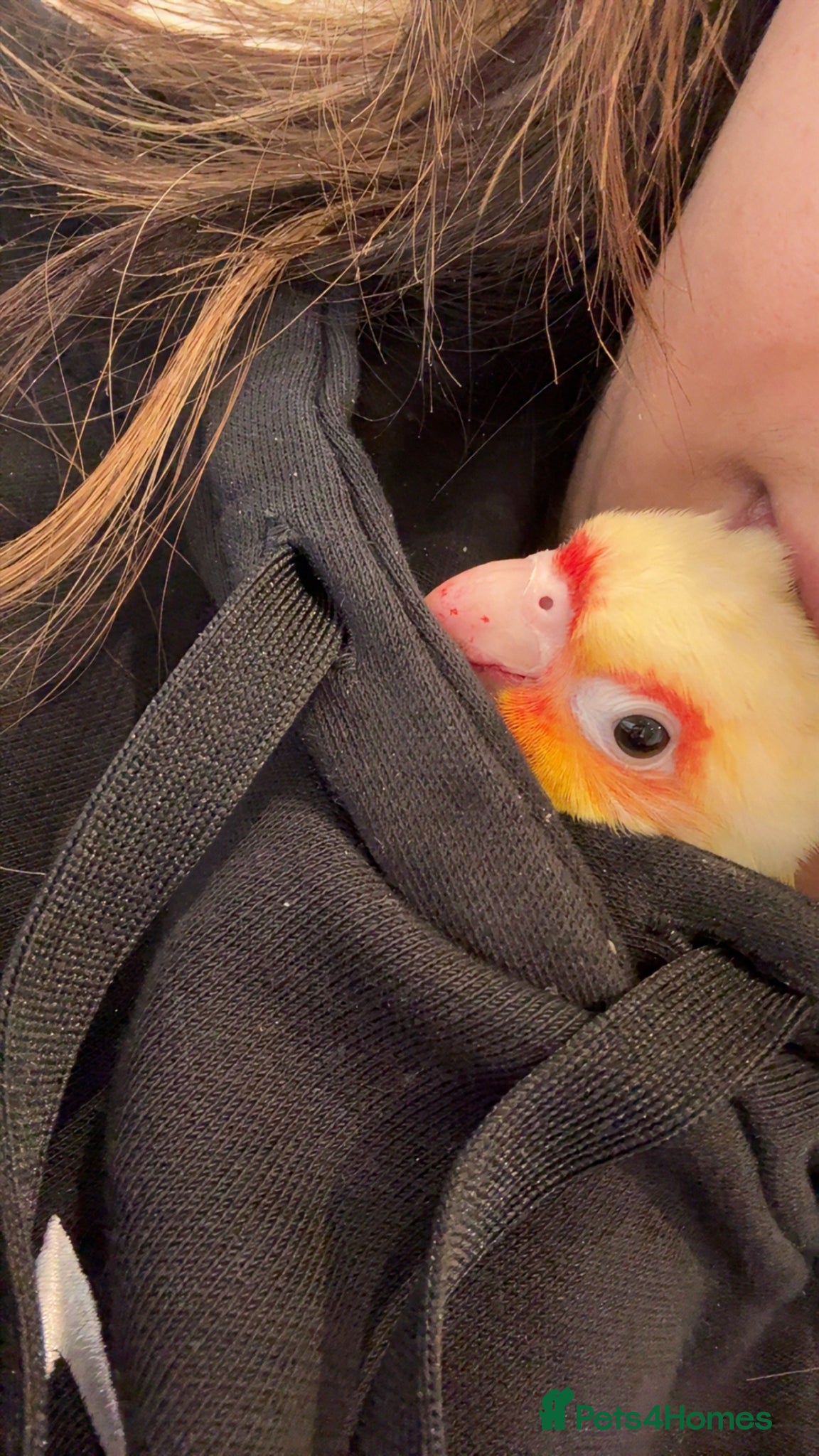 Conures birds Sunny the sunshine conure-baby-tamed-cockteil - Advert 1