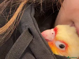 Conures birds for sale: Sunny the sunshine conure-baby-tamed-cockteil - Advert 1