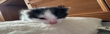 British Longhair Kitten 1