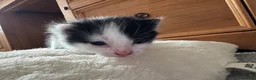 British Longhair cats for sale: Kittens  in Haltwhistle - Advert 6
