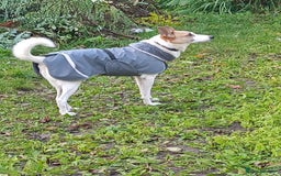 Mixed Breed dogs for adoption: 💖🐶 ALAYA 🐶💖 - Image 6