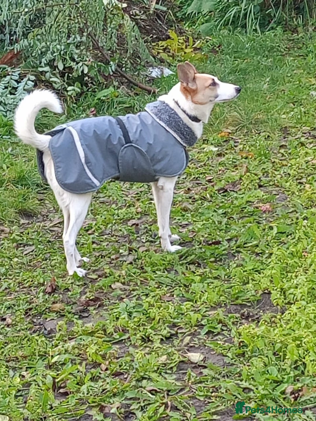 Mixed Breed dogs for adoption: 💖🐶 ALAYA 🐶💖 - Image 6