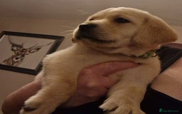 Labrador Retriever dogs for sale: Labrador puppies  - Image 6