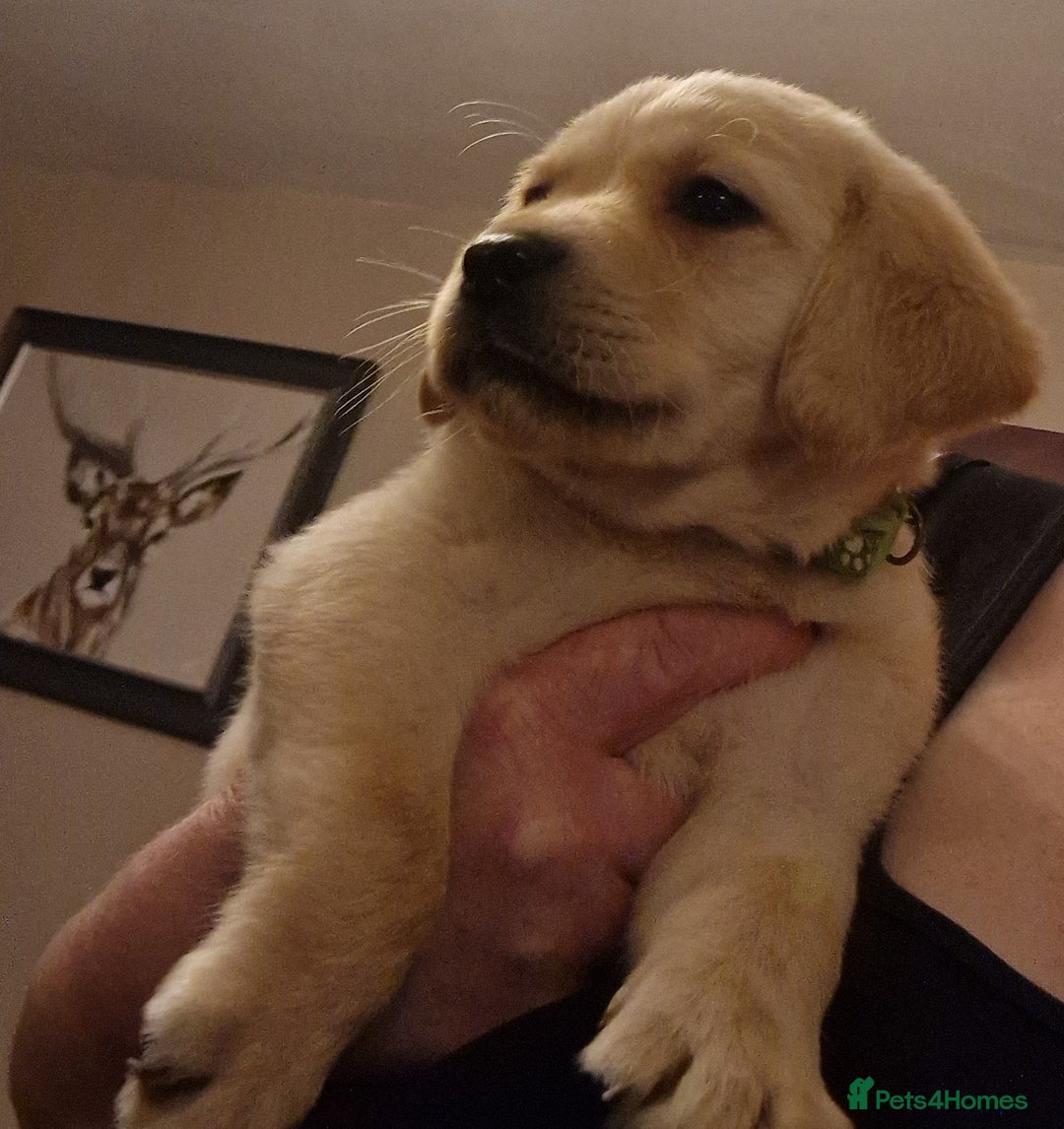 Labrador Retriever dogs for sale: Labrador puppies  - Image 6