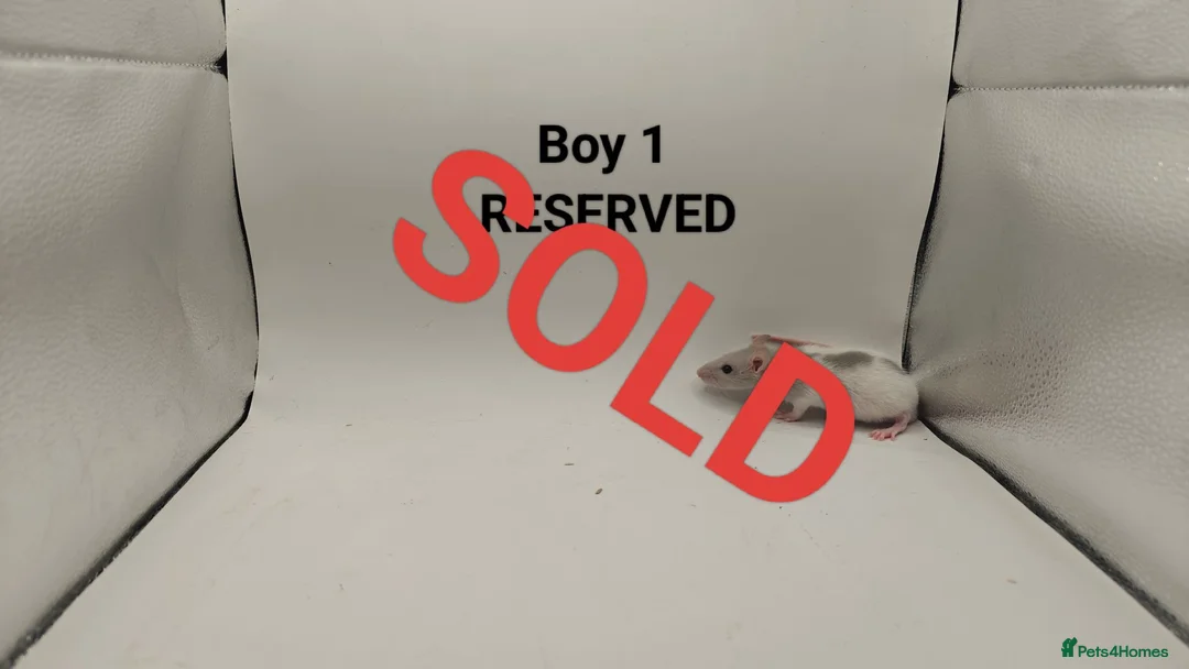 Rat rodents for sale: 🐀 August Rats Are Here! 🐀 - Advert 2