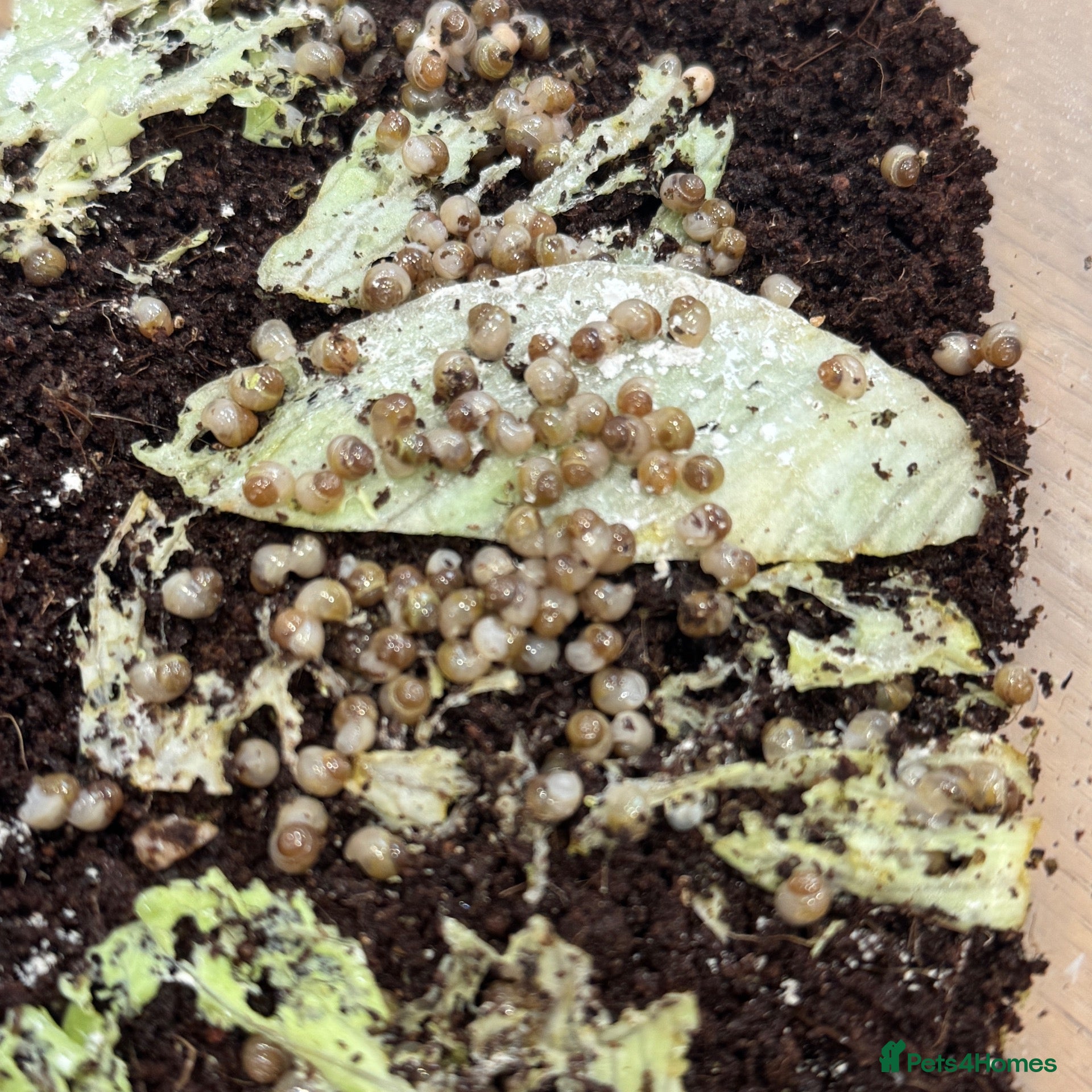 Snails invertebrates Baby Giant African Land Snails – Available Now 🐌 - Advert 4