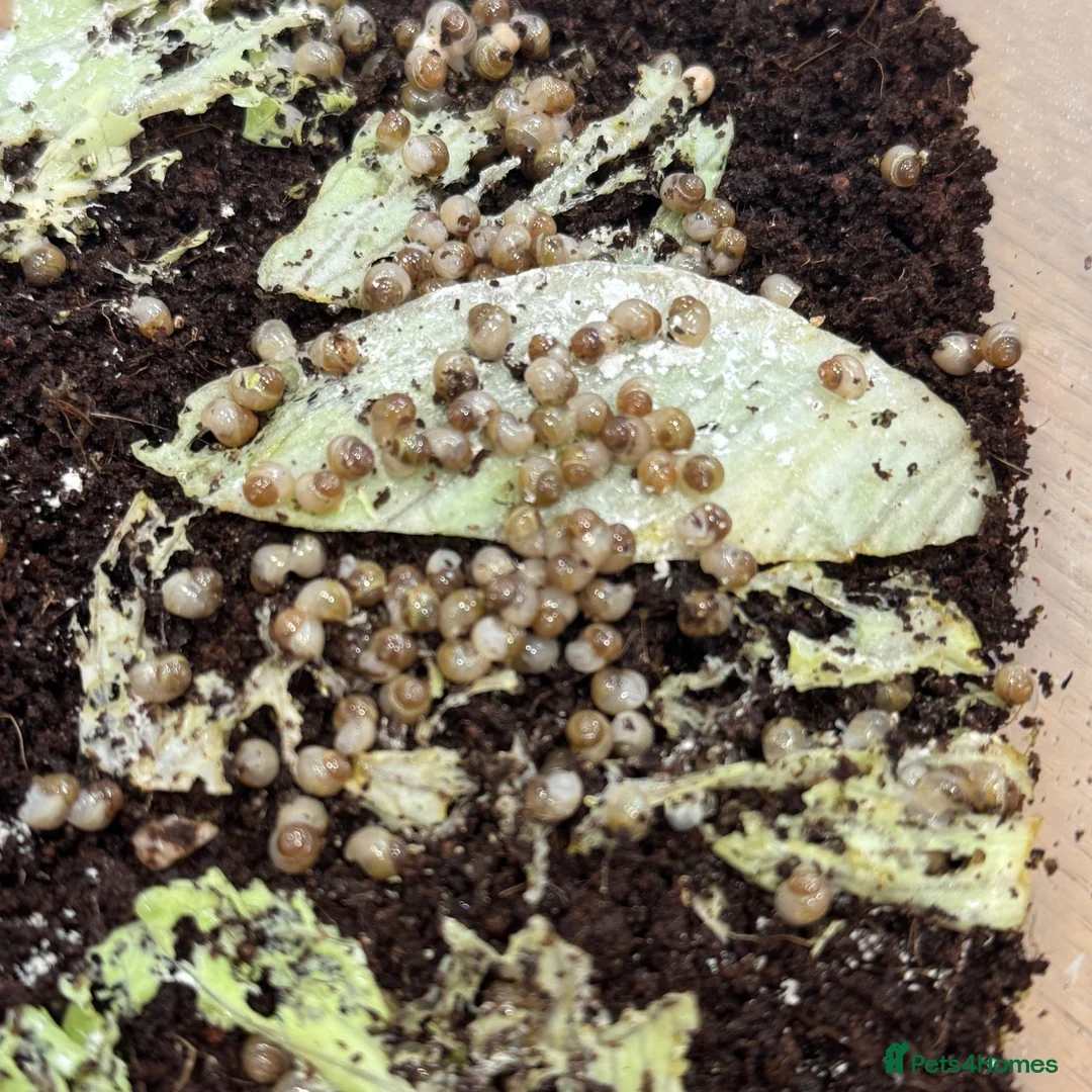 Snails invertebrates for sale: Baby Giant African Land Snails – Available Now 🐌 - Advert 1