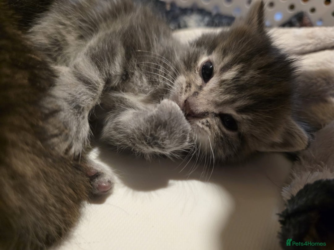 Mixed Breed cats for sale: Long haired tabby kittens.  - Advert 3
