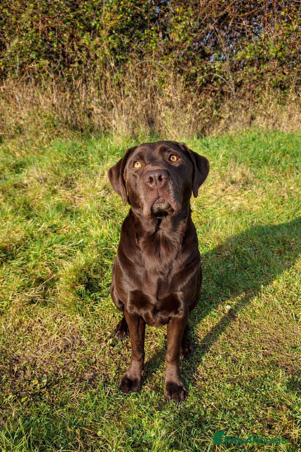 Cockerdor dogs Pregnancy confirmed Cocker x labrador  - Advert 1