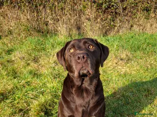 Cockerdor dogs Pregnancy confirmed Cocker x labrador - Advert 1