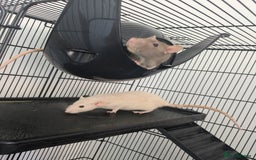 Rat rodents for sale: 3 rats - Image 1