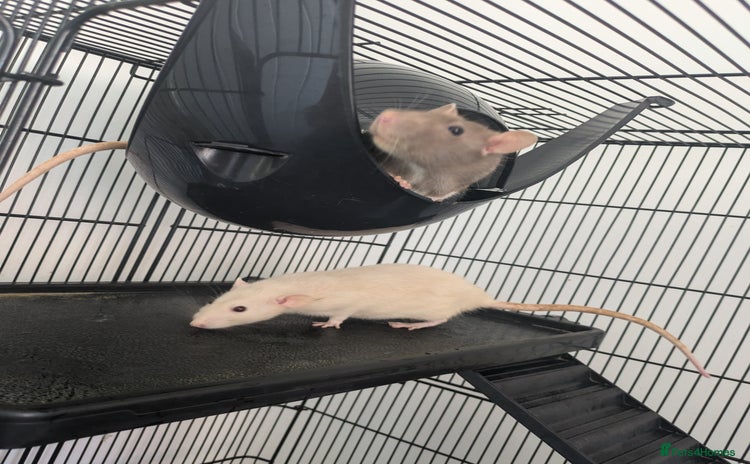 Rat rodents - Advert 3
