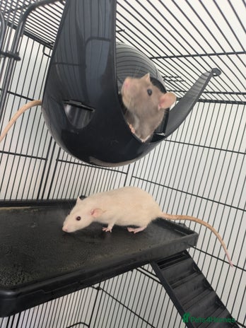 Rat rodents - Advert 16