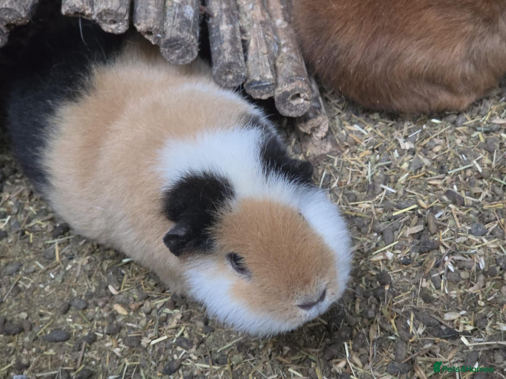 Guinea Pig rodents for sale: Selection of sows pet homes  - Advert 17