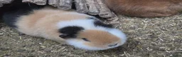 Guinea Pig rodents for sale: Selection of sows pet homes  - Advert 1