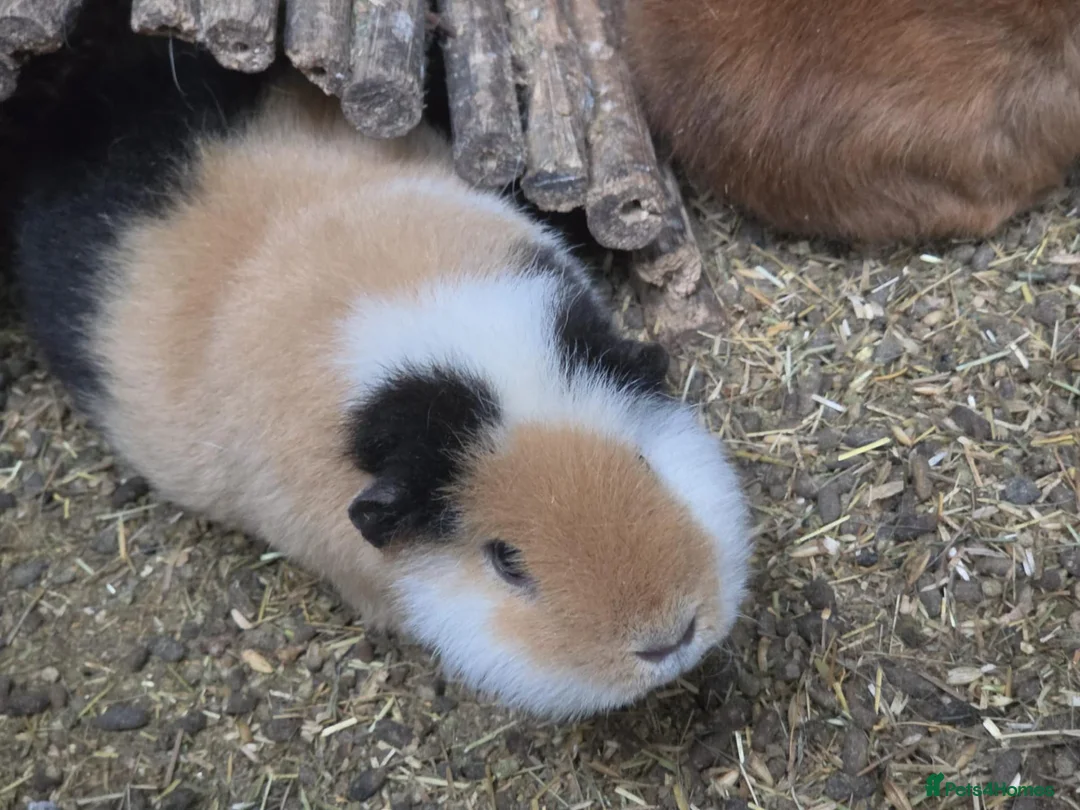 Guinea Pig rodents for sale: Selection of sows pet homes  - Advert 1