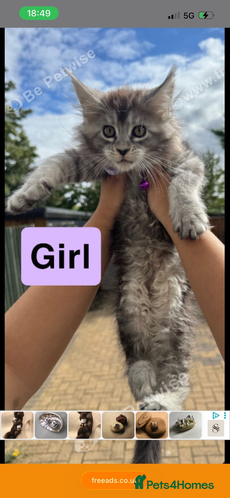 Maine Coon cats Pure Maincoon kittens in Birmingham - Advert 3