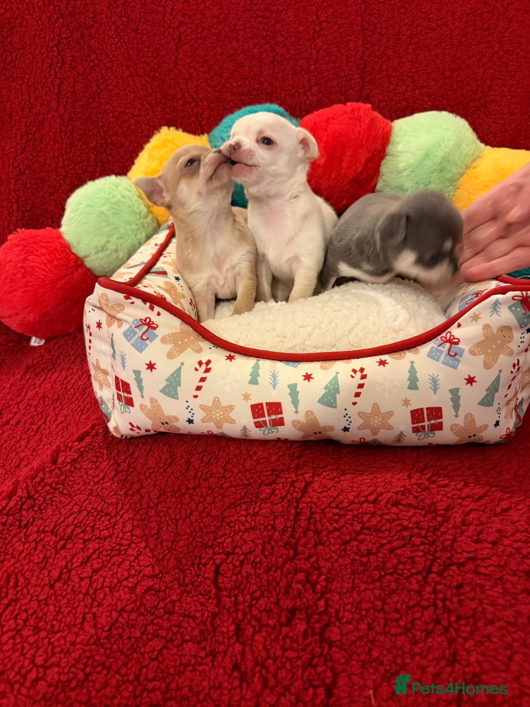 Chihuahua dogs for sale: Tiny apple head chihuahuas - Image 4