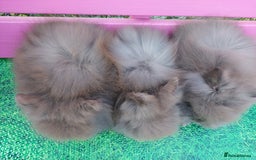 Lionhead rabbits for sale: Absolutely Gorgeous Chocolate DM Lionhead Babies - Image 4