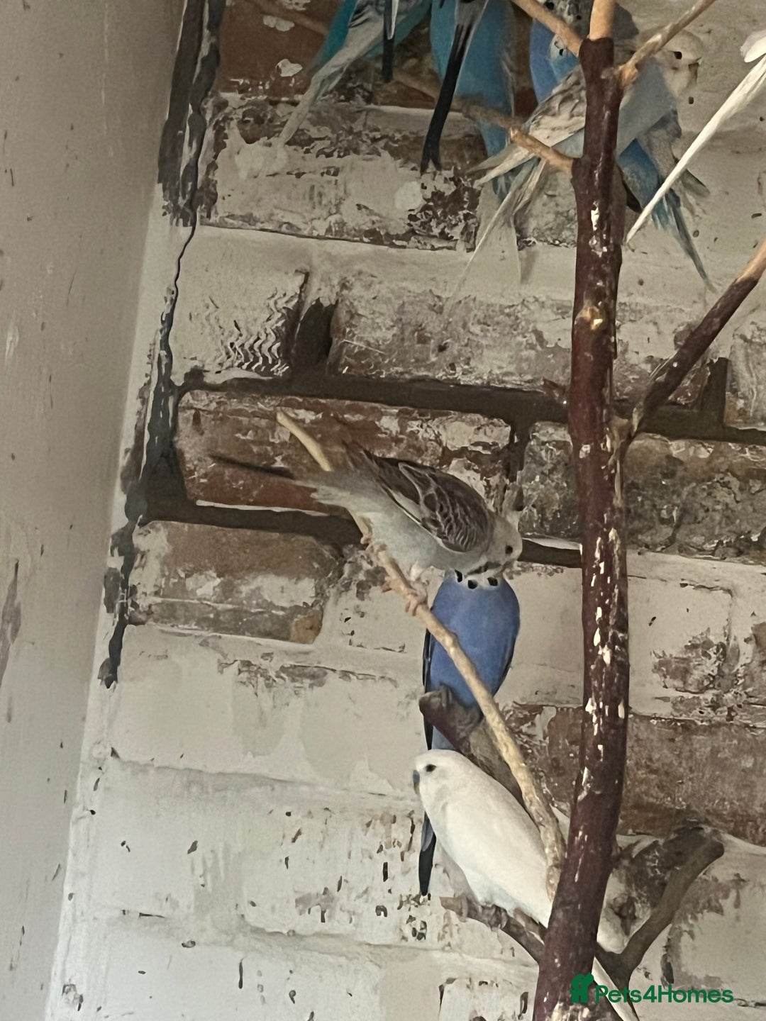 Mixed Breed birds for sale: Budgies for sale - Advert 9