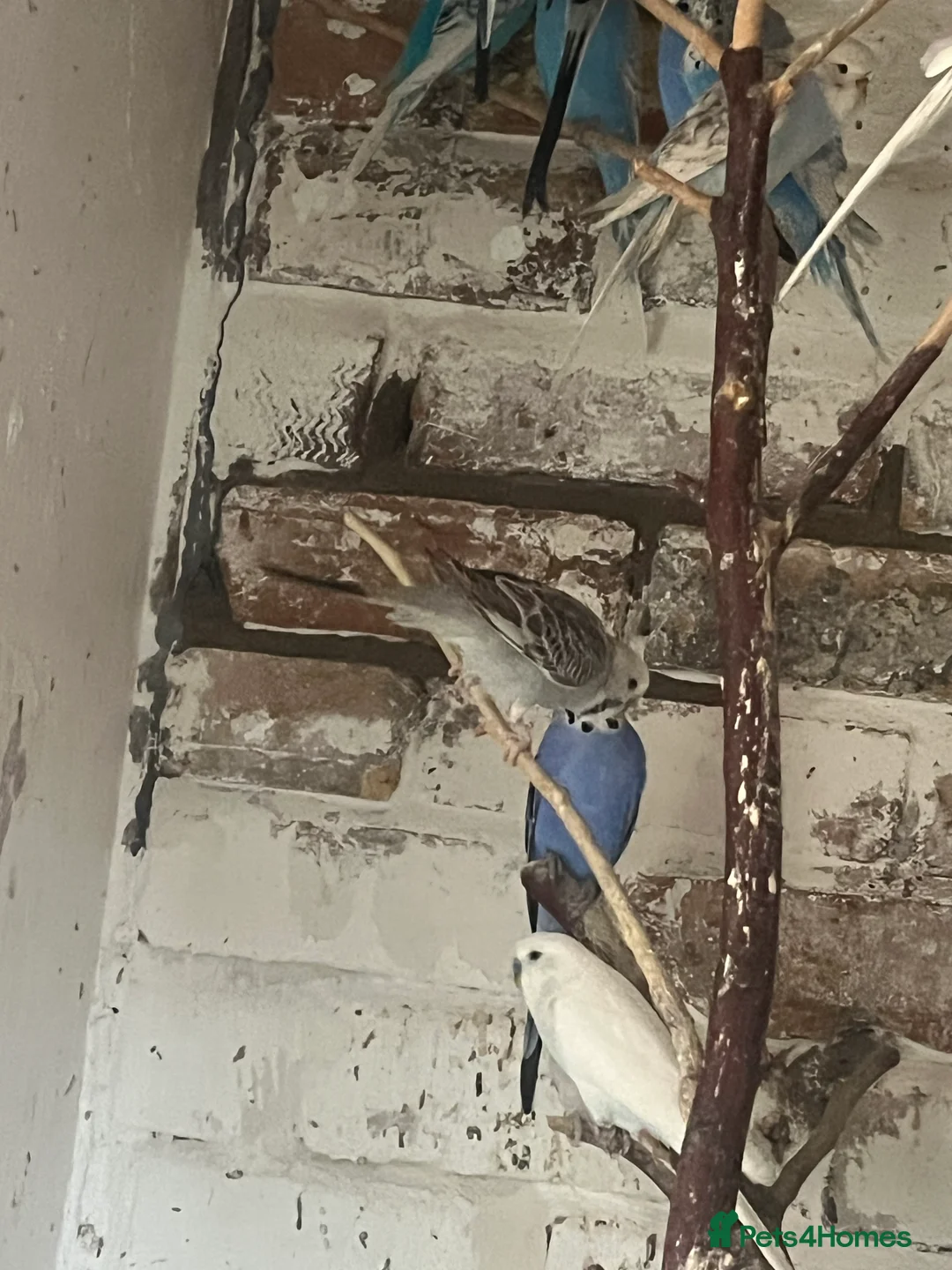 Mixed Breed birds for sale: Budgies for sale - Advert 9