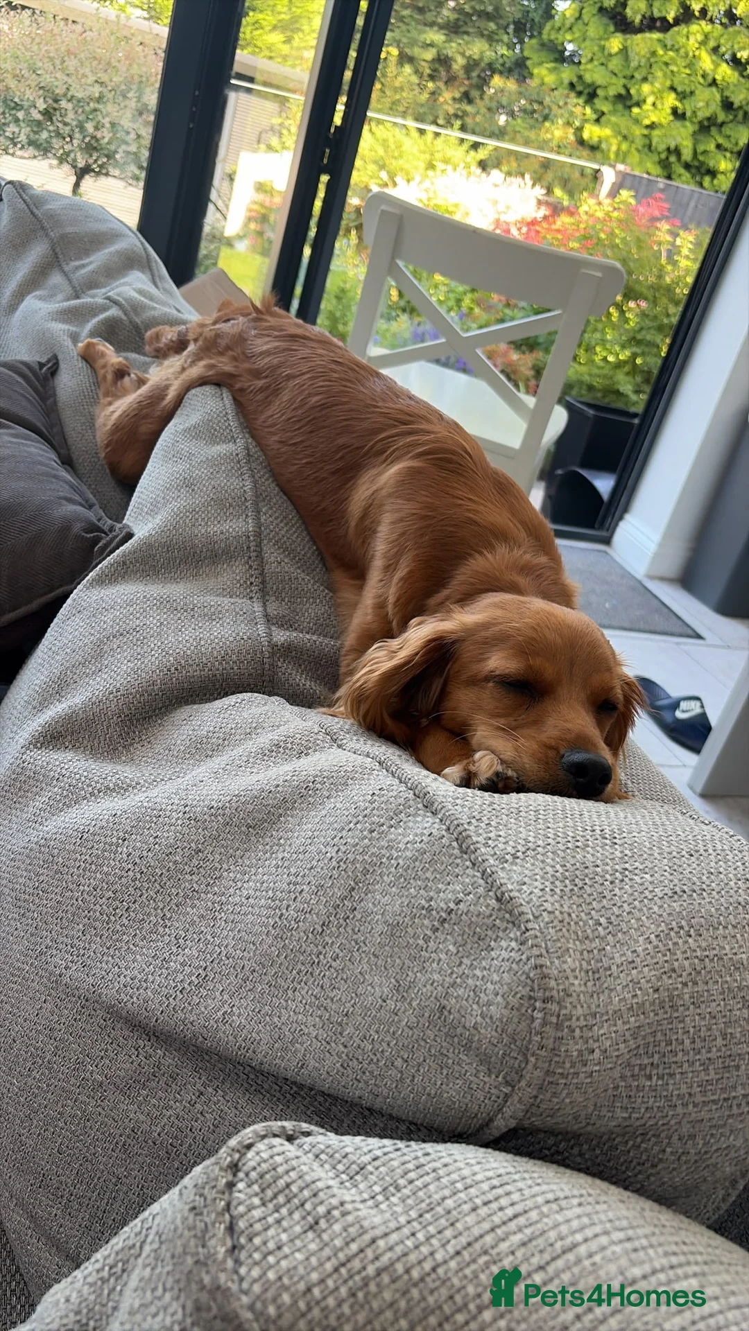 Cockapoo dogs for sale: 10 Month Old Cockapoo  - Advert 2