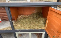 Mini Lop rabbits for sale: Mini lop male rabbit and cage - Image 4