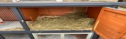 Mini Lop rabbits for sale: Mini lop male rabbit and cage - Advert 4
