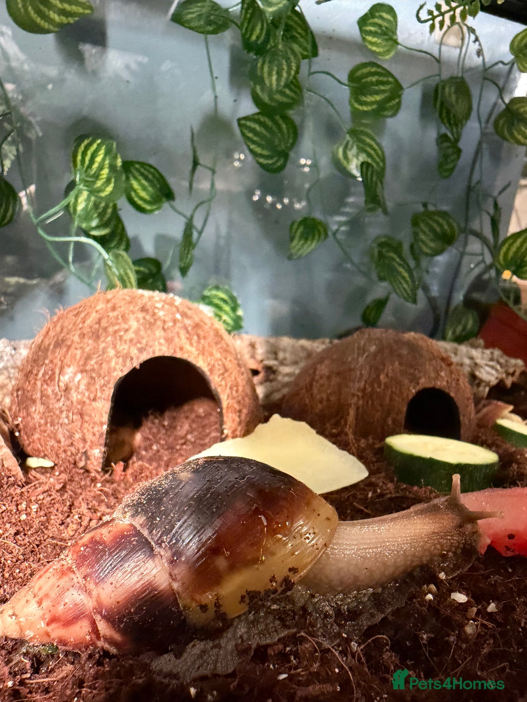 Snails invertebrates for sale: Giant African land snails for sale  - Advert 3