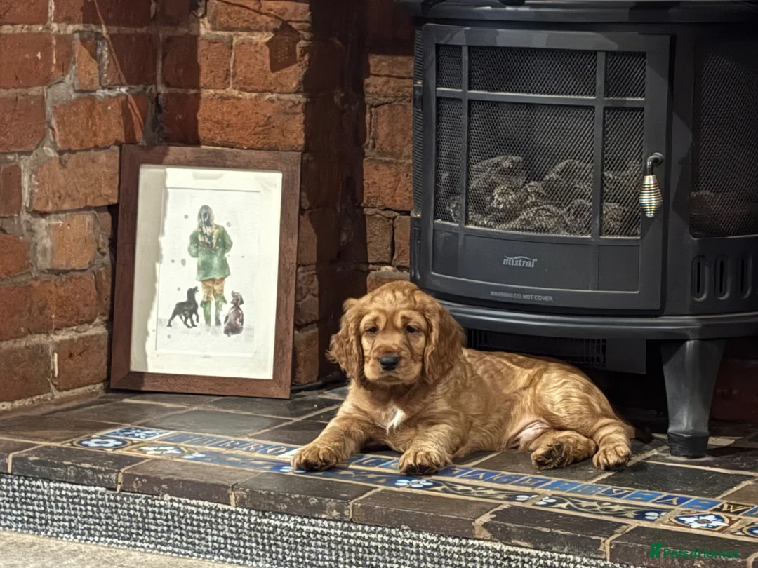 Cocker Spaniel dogs for sale: Gorgeous golden boy - Advert 2