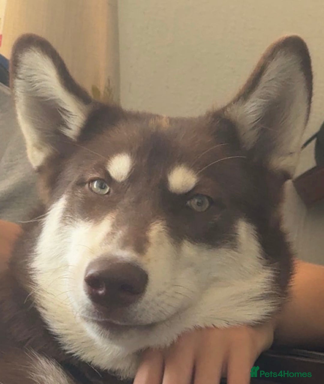 Siberian Husky dogs for sale: Brown Siberian Husky - Advert 5