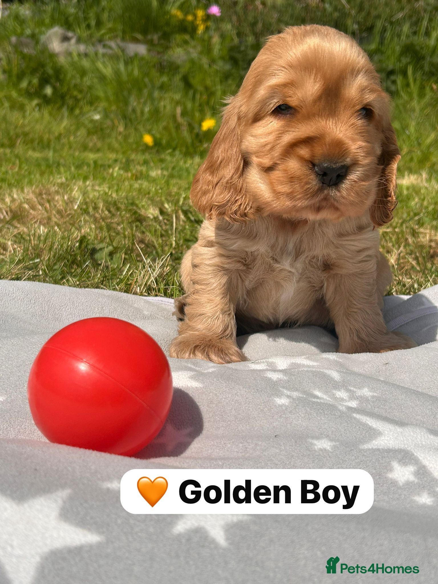 Cocker Spaniel dogs KC Show Type Cocker Spaniel Puppies  - Advert 18