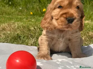 Cocker Spaniel dogs KC Show Type Cocker Spaniel Puppies - Advert 18