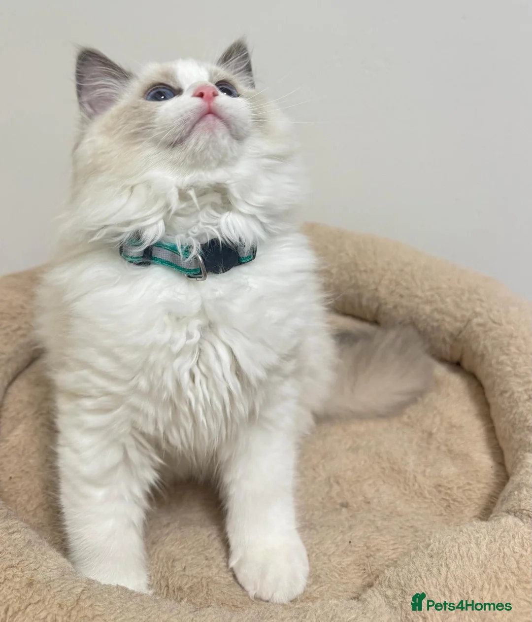 Ragdoll cats for sale: TICA Reg Ragdoll Kittens from Show-Winning Lines - Advert 20