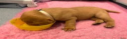 Labrador Retriever dogs for sale: Beautiful KC Registered Fox Red Labrador Puppies - Advert 4