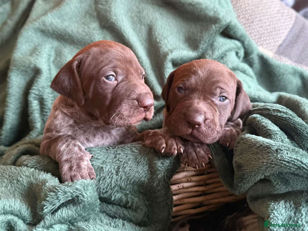 German Shorthaired Pointer dogs for sale: KC German Shorthaired Pointer Puppies - Advert 25