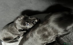 Cockerdor dogs for sale: 5 beautiful cockerdor puppies  - Image 2