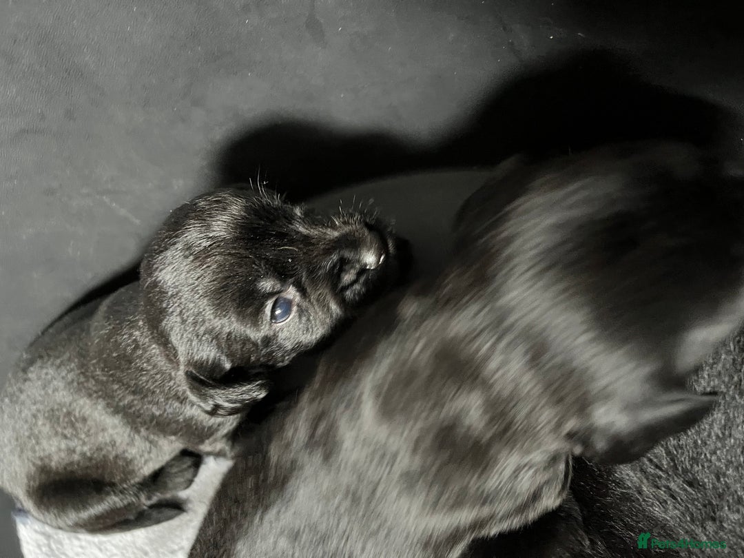 Cockerdor dogs for sale: 5 beautiful cockerdor puppies  - Image 2