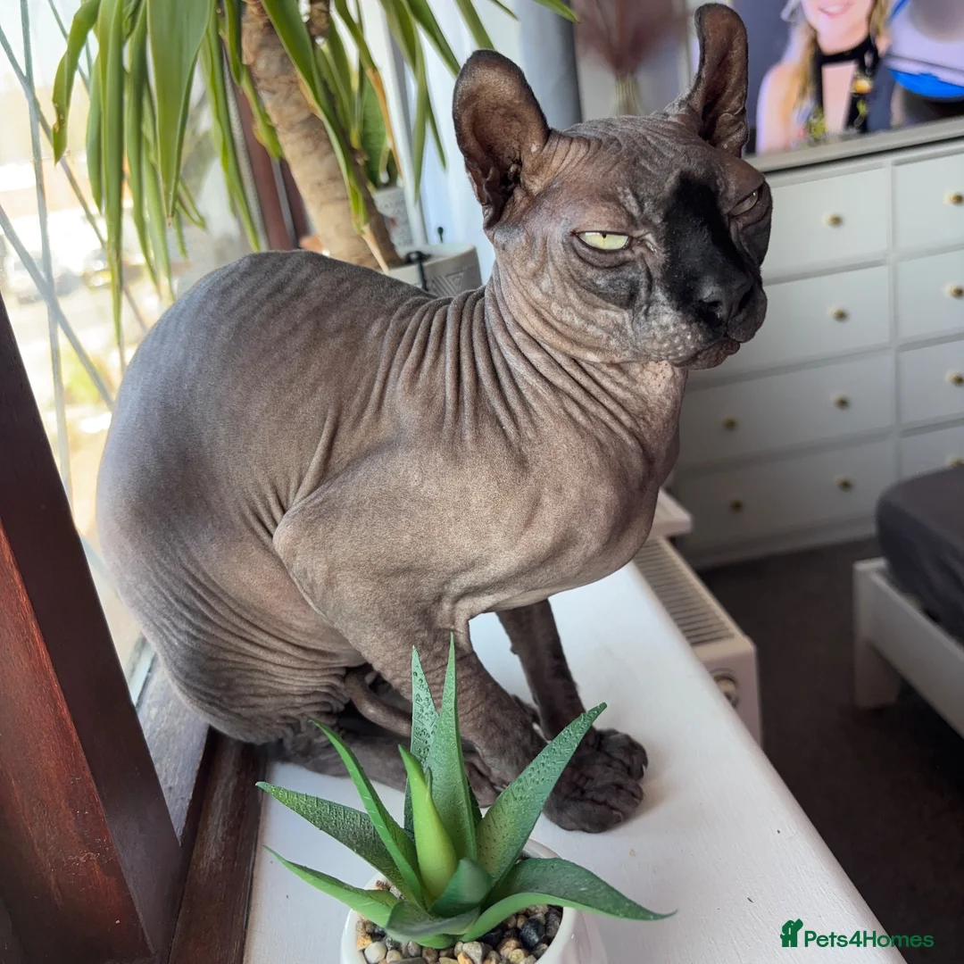 Sphynx cats for sale: 6 years old Elf Sphinx - Advert 3