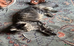 Maine Coon cats for sale: Beautiful Genie 3/4 Maine Coon entire female  - Image 2