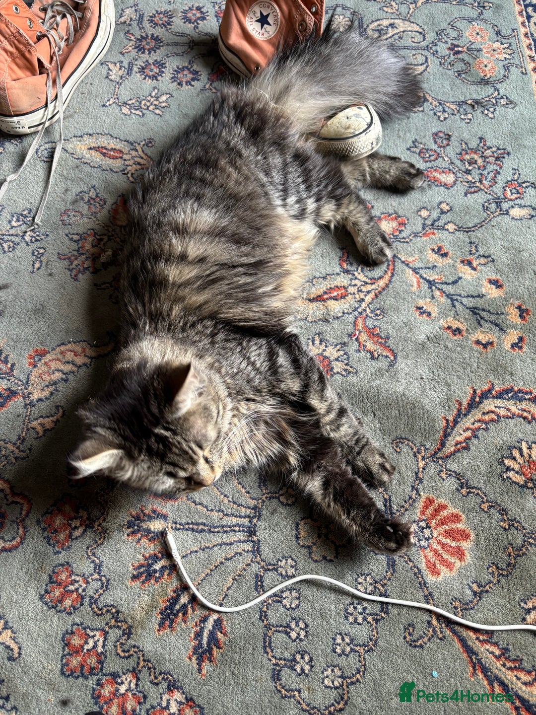 Maine Coon cats for sale: Beautiful Genie 3/4 Maine Coon entire female  - Image 2