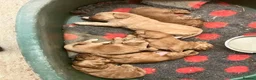Sproodle dogs for sale: Beautiful Red & Apricot Sproodles - Advert 19