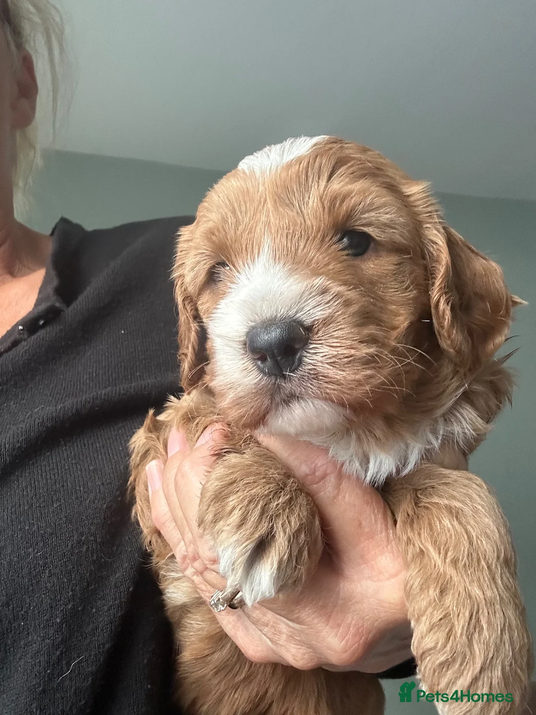 Cavapoo dogs for sale: Red Cavapoos F1b  - Advert 14